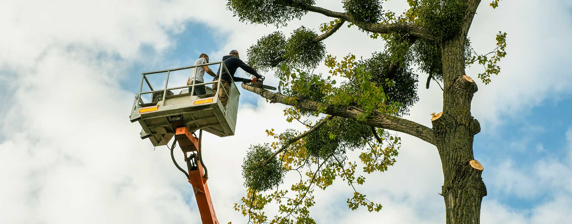 bg-revslider-tree-trimming.jpg